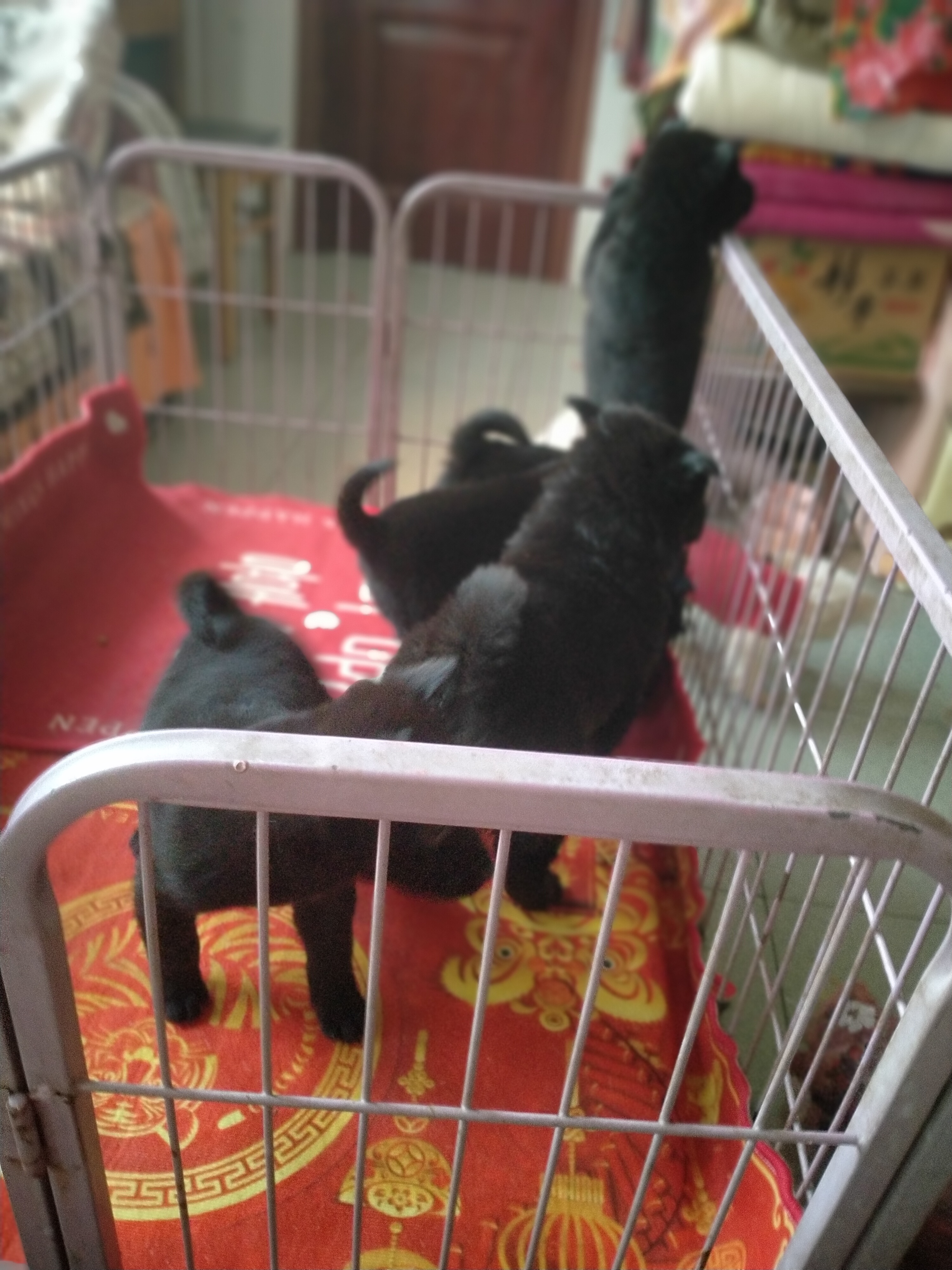 五黑狗赈灾辟邪，好养？